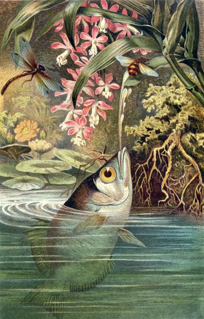 Archerfish ، لوحة من Brehms Tierleben: Allgemeine Kunde des Tierreichs ، المجلد 8 ، ص 49 ، نشره Bibliographisches Institut ، 1892 بواسطة المدرسة الألمانية