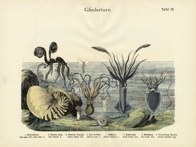 المفصليات ، c.1860 بواسطة المدرسة الألمانية