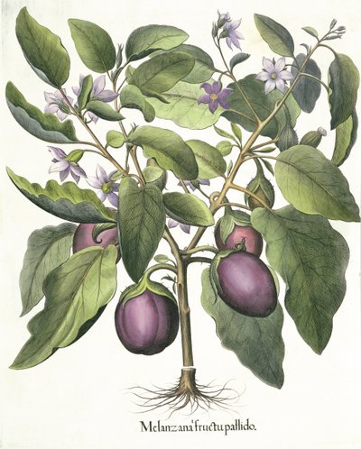 الباذنجان ، شاحب فاكهة Melanzana من Eystettensis بقلم Basil Besler (1561-1629) ، حانة. 1613 بواسطة المدرسة الألمانية