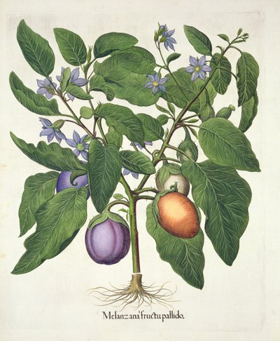 الباذنجان: Melanzana fructu pallido ، من Hortus Eystettensis بقلم Basil Besler (1561-1629) ، حانة. 1613 (نقش يدوي) بواسطة المدرسة الألمانية