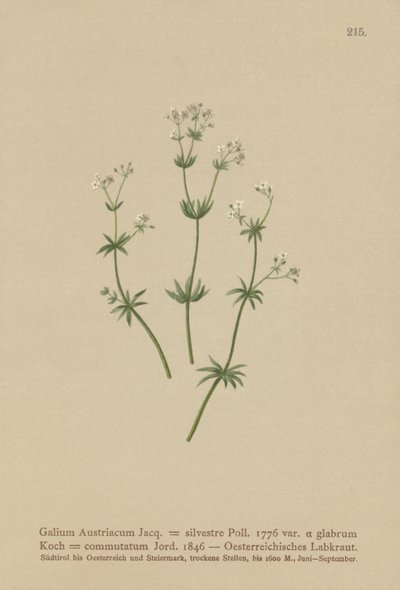 Bedstraw النمساوي (Galium Austria Rubia forest (par. Greenhorn) ، Rubia change) بواسطة المدرسة الألمانية