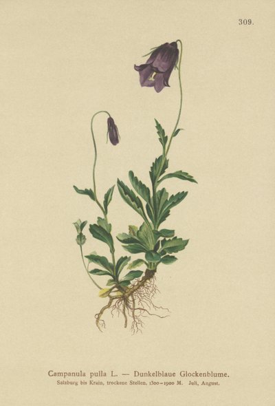 الجريس النمساوي (Campanula pulla) بواسطة المدرسة الألمانية