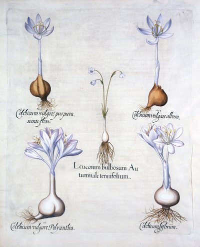 ندفة ثلجية الخريف وزعفران مرج ، من Hortus Eystettensis ، بقلم Basil Besler (1561-1629) ، حانة. 1613 (نقش يدوي) بواسطة المدرسة الألمانية