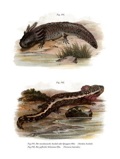 Axolotl (لون ليثو) بواسطة المدرسة الألمانية