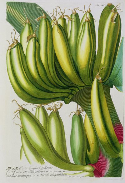 الموز ، محفور من قبل يوهان جاكوب هايد (1704-67) لوحة 19 من كتاب نباتي ، حانة. بواسطة أوغسطس فيند بواسطة المدرسة الألمانية