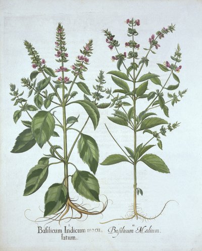 باسل ، من Hortus Eystettensis ، بقلم Basil Besler (1561-1629) ، حانة. 1613 (نقش يدوي) بواسطة المدرسة الألمانية