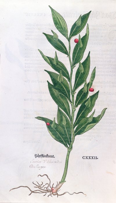 Baytree ، رسم توضيحي لـ The Herbarium بواسطة Leonhart Fuchs (1501-66) ، نشر في بازل ، 1555 (نقش الألوان) بواسطة المدرسة الألمانية