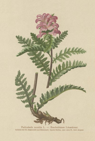 Bousless Red Lousewort (Pedicularis recutita) بواسطة المدرسة الألمانية