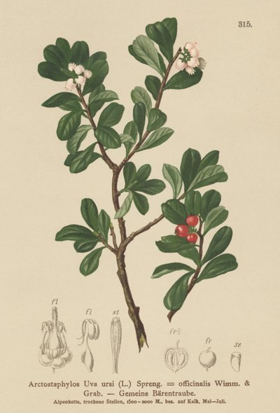 Bearberry (Arctostaphylos Uva ursi ، Arctostaphylos officinalis) بواسطة المدرسة الألمانية
