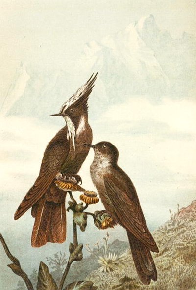 مساند الخوذة الملتحية ، لوحة من "Brehms Tierleben: Allgemeine Kunde des Tierreichs" ، المجلد 4 ، ص. 675 ، نشره Bibliographisches Institut بواسطة المدرسة الألمانية