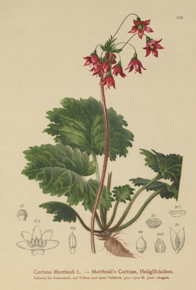 Sanicle الدببة الأذن (Cortusa Matthioli) بواسطة المدرسة الألمانية