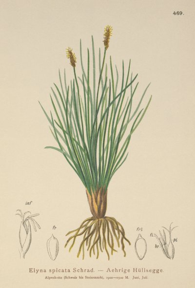 بيلارديس مستنقع (Kobresia myosuroides ، Elyna myosuroides ، Kobresia bellardii ، Elyna bellardii ، Elyna scirpina ، Elyna spicata) بواسطة المدرسة الألمانية
