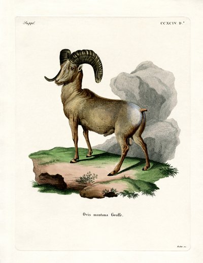 Bighorn Sheep (coloured engraving) بواسطة المدرسة الألمانية