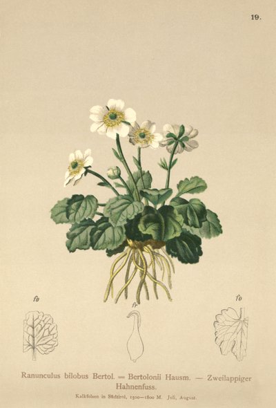 الحوذان (Ranunculus bilobus ، Ranunculus Bertolonii) بواسطة المدرسة الألمانية