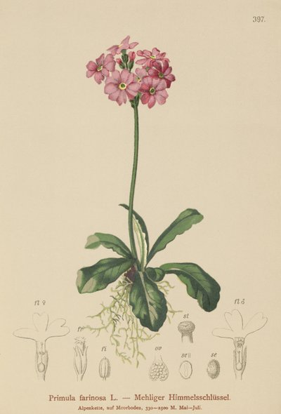 زهرة الربيع للعيون (Primula farinosa) بواسطة المدرسة الألمانية