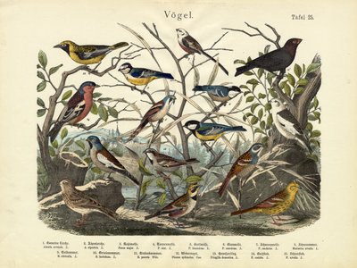 الطيور ، ج .1860 بواسطة المدرسة الألمانية