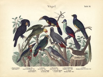 الطيور ، ج .1860 بواسطة المدرسة الألمانية
