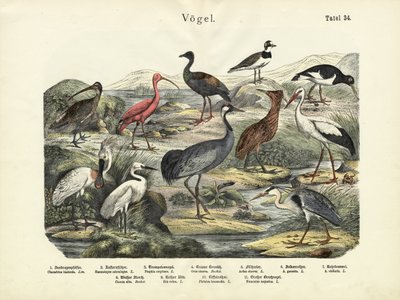 الطيور ، ج .1860 بواسطة المدرسة الألمانية