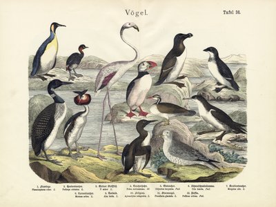 الطيور ، ج .1860 بواسطة المدرسة الألمانية