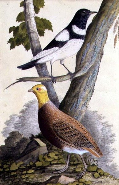القلاع الأسود (Turdus ruficollis) والحجل (Perdix perdix) ، حوالي 1740 (ألوان مائية على الورق) بواسطة المدرسة الألمانية