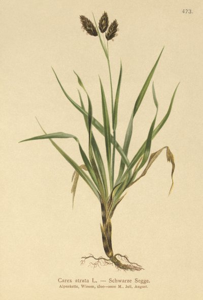 أسود جبال الألب - سرج (Carex atrata) بواسطة المدرسة الألمانية
