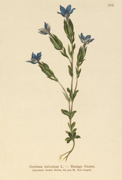 المثانة الجنطيانية (Gentiana utriculosa) بواسطة المدرسة الألمانية