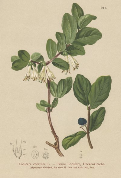 زهر العسل الأزرق (Lonicera caerulea، Lonicera coerulea) بواسطة المدرسة الألمانية