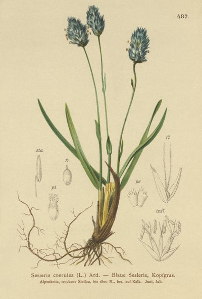 الأزرق العشب العشب (Sesleria caerulea ، Sesleria uliginosa) بواسطة المدرسة الألمانية