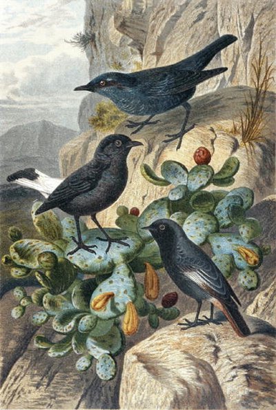 Blue Rock Thrush ، Black Wheatear and Redtail ، لوحة من "Brehm's Animal Life: General Knowledge of the Animal Kingdom" ، المجلد 4 ، ص. 57 ، نشره المعهد الببليوغرافي بواسطة المدرسة الألمانية