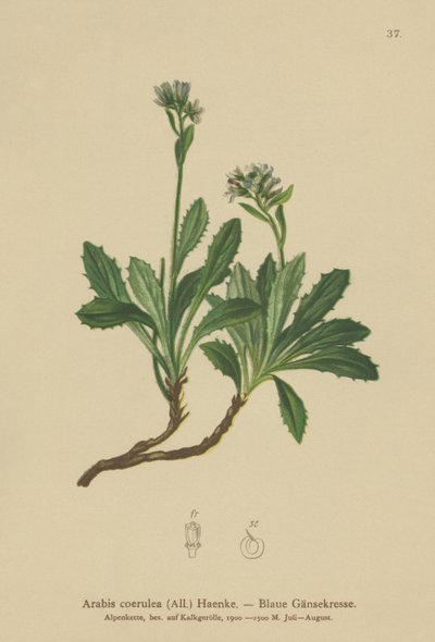بلو سور كريس (Arabis caerulea، Arabis coerulea) بواسطة المدرسة الألمانية