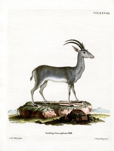 Bluebuck بواسطة المدرسة الألمانية
