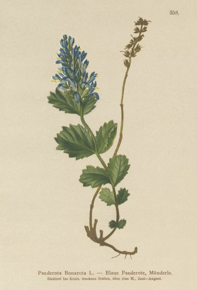 Bluish Paederota (Paederota Bonarota) بواسطة المدرسة الألمانية