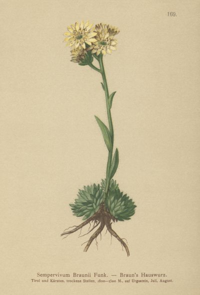 Brauns Hen and Chicks (Sempervivum Braunii) بواسطة المدرسة الألمانية