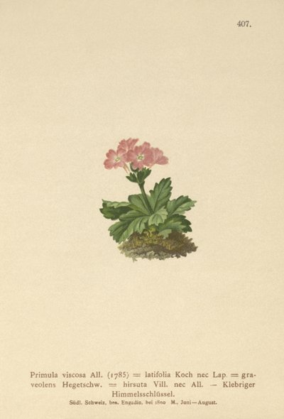 Broadleaf Primrose (Primula viscosa ، Primula latifolia ، Primula hirsuta) بواسطة المدرسة الألمانية