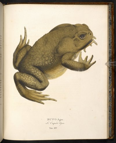 Bufo auga ، علجوم القصب أو الضفدع البحري العملاق ، من "Animalia nova ..." بقلم يوهان بابتيست فون سبيكس ، ميونخ بواسطة المدرسة الألمانية