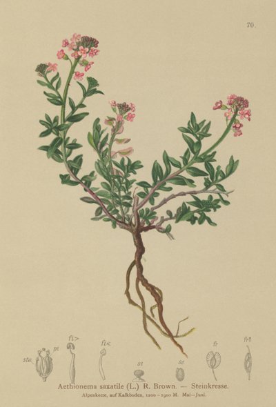 حرق الشموع (Aethionema saxatile ، Thlaspi saxatile) بواسطة المدرسة الألمانية