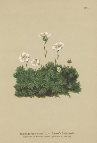 Bursers Saxifrage (Saxifraga Burseriana) بواسطة المدرسة الألمانية