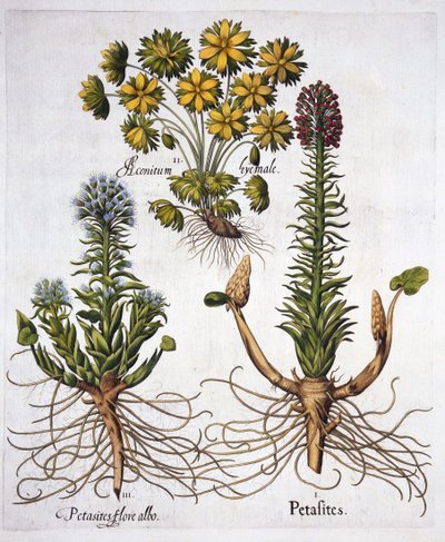 الزبدة والأكونيت الشتوي ، من Hortus Eystettensis ، بقلم Basil Besler (1561-1629) ، حانة. 1613 (نقش يدوي) بواسطة المدرسة الألمانية