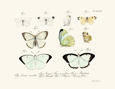 Butterflies بواسطة المدرسة الألمانية