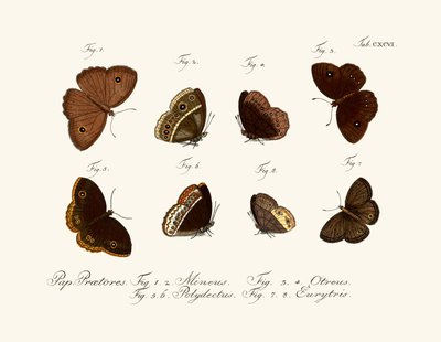 Butterflies بواسطة المدرسة الألمانية