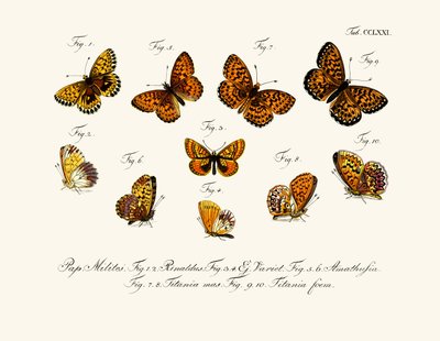 Butterflies بواسطة المدرسة الألمانية