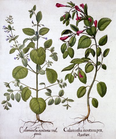Calamints ، من Hortus Eystettensis ، بقلم Basil Besler (1561-1629) ، حانة. 1613 (نقش يدوي) بواسطة المدرسة الألمانية
