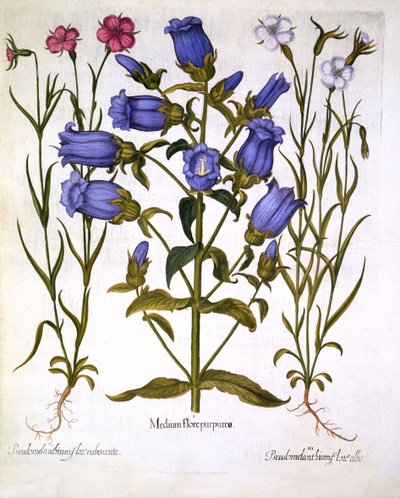 أجراس كانتربري وكورن كوكلز ، من هورتوس ايستيتنسس ، بقلم باسل بيسلر (1561-1629) ، حانة. 1613 (نقش يدوي) بواسطة المدرسة الألمانية