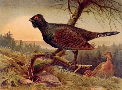 Capercaillie ، لوحة من Brehms Tierleben: Allgemeine Kunde des Tierreichs ، المجلد 5 ، ص 474 ، تم نشره بواسطة Bibliographisches Institut ، 1892 بواسطة المدرسة الألمانية