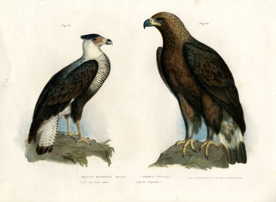 كاراكارا ، 1864 بواسطة المدرسة الألمانية