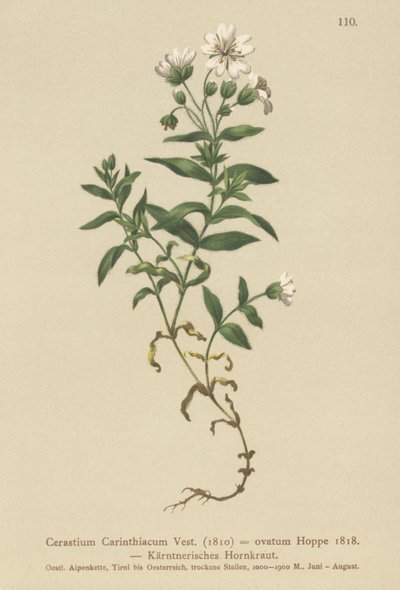 Carinthian Mouse-ear (Cerastium Carinthiacum ، Cerastium ovatum) بواسطة المدرسة الألمانية