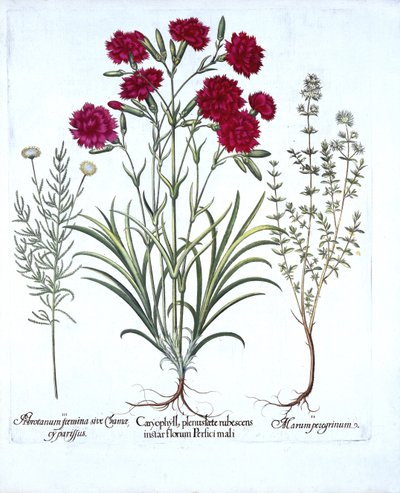 القرنفل ، زعتر القطط والقطن الخزامى المشترك ، من Hortus Eystettensis ، بقلم Basil Besler (1561-1629) ، حانة. 1613 (نقش يدوي) بواسطة المدرسة الألمانية
