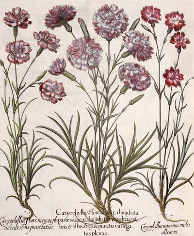 القرنفل ، 1.Caryophyllus بلوم عمدة. 2. Caryophyllus أصغر ازهر كامل منقط أحمر. وسائل الإعلام 3.Caryophyllus التالفة البيضاء ، من Eystettensis بواسطة باسل بيسلر (1561-1629) ، حانة. بواسطة المدرسة الألمانية
