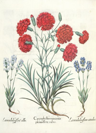 القرنفل واللافندر: 1.Caryophyllus أكبر ازهر كامل أحمر. 2.زهرة لافاندولا البيضاء ؛ 3- لافاندولا تتفتح باللون الأزرق ، من Eystettensis بقلم باسل بيسلر (1561-1629) ، حانة. 1613 بواسطة المدرسة الألمانية