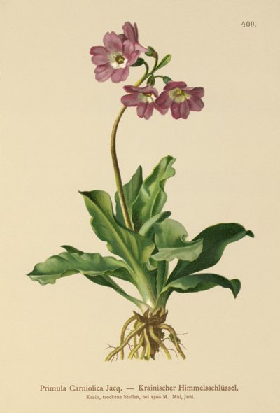 Carniolan زهرة الربيع (Primula Carniolica) بواسطة المدرسة الألمانية